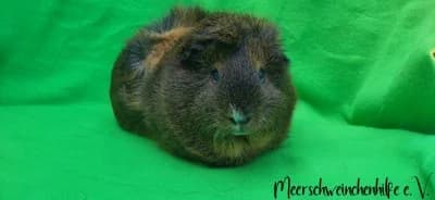 Snibbel, male Mixed Breed for adoption at Meerschweinchenhilfe, Murrhardt