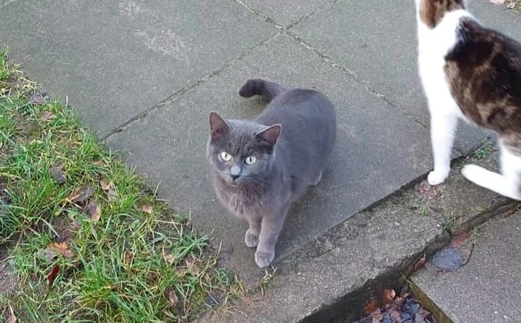 Alora, female British Shorthair for adoption at Meine Katzenstation, Rüdersdorf bei Berlin