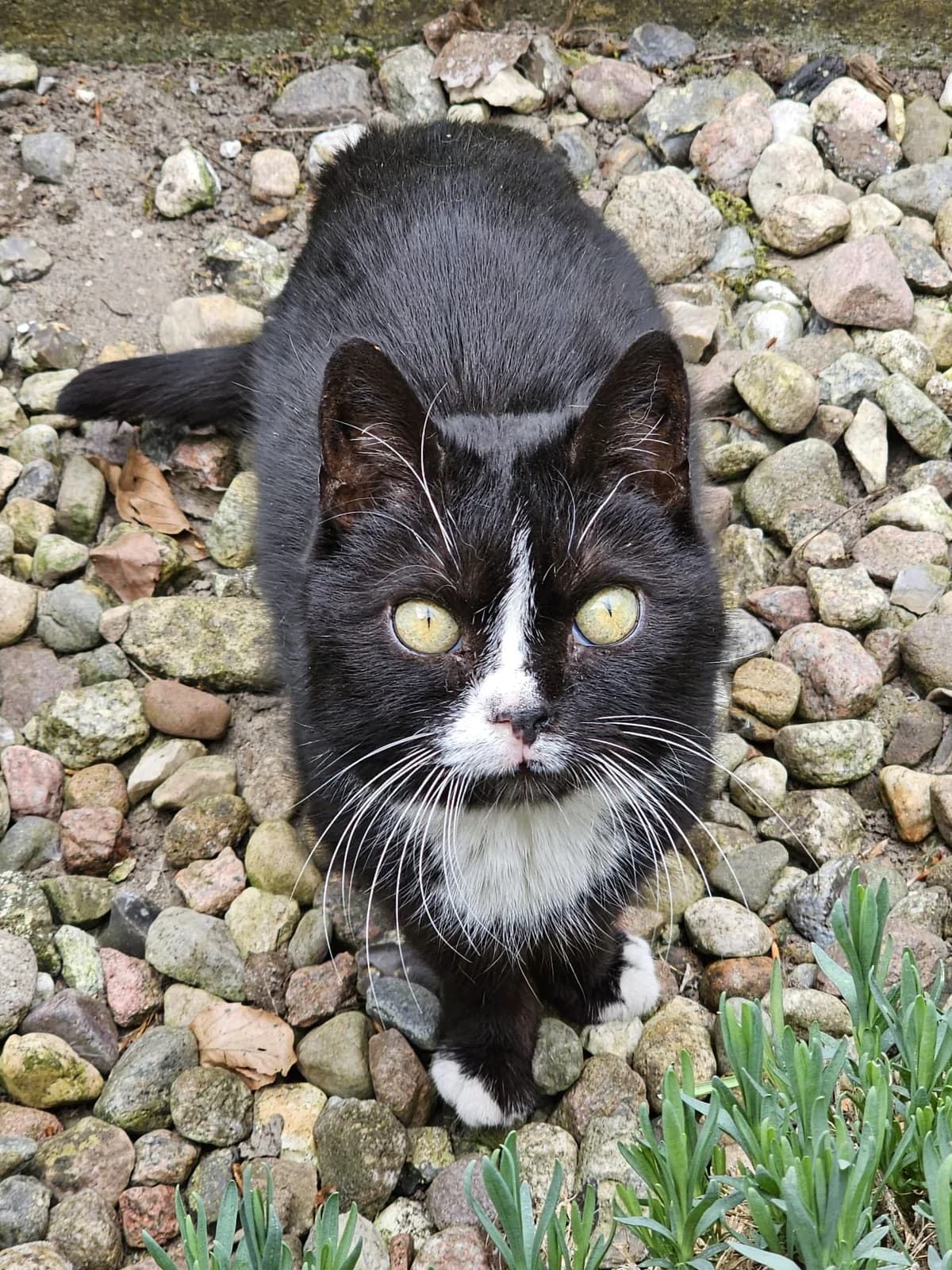 Annie, female European Shorthair for adoption at Meine Katzenstation, Rüdersdorf bei Berlin