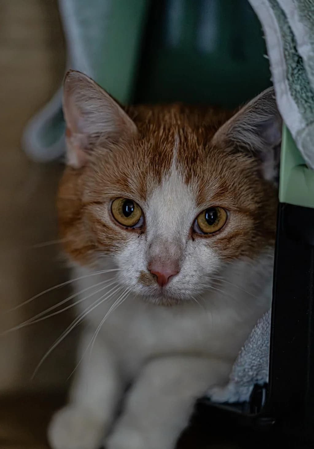Anouk, female European Shorthair for adoption at Meine Katzenstation, Rüdersdorf bei Berlin