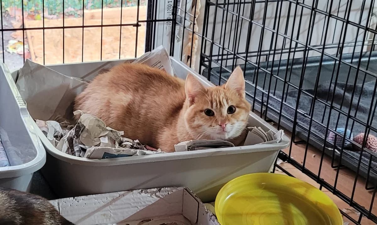 Arno, male European Shorthair for adoption at Meine Katzenstation, Rüdersdorf bei Berlin