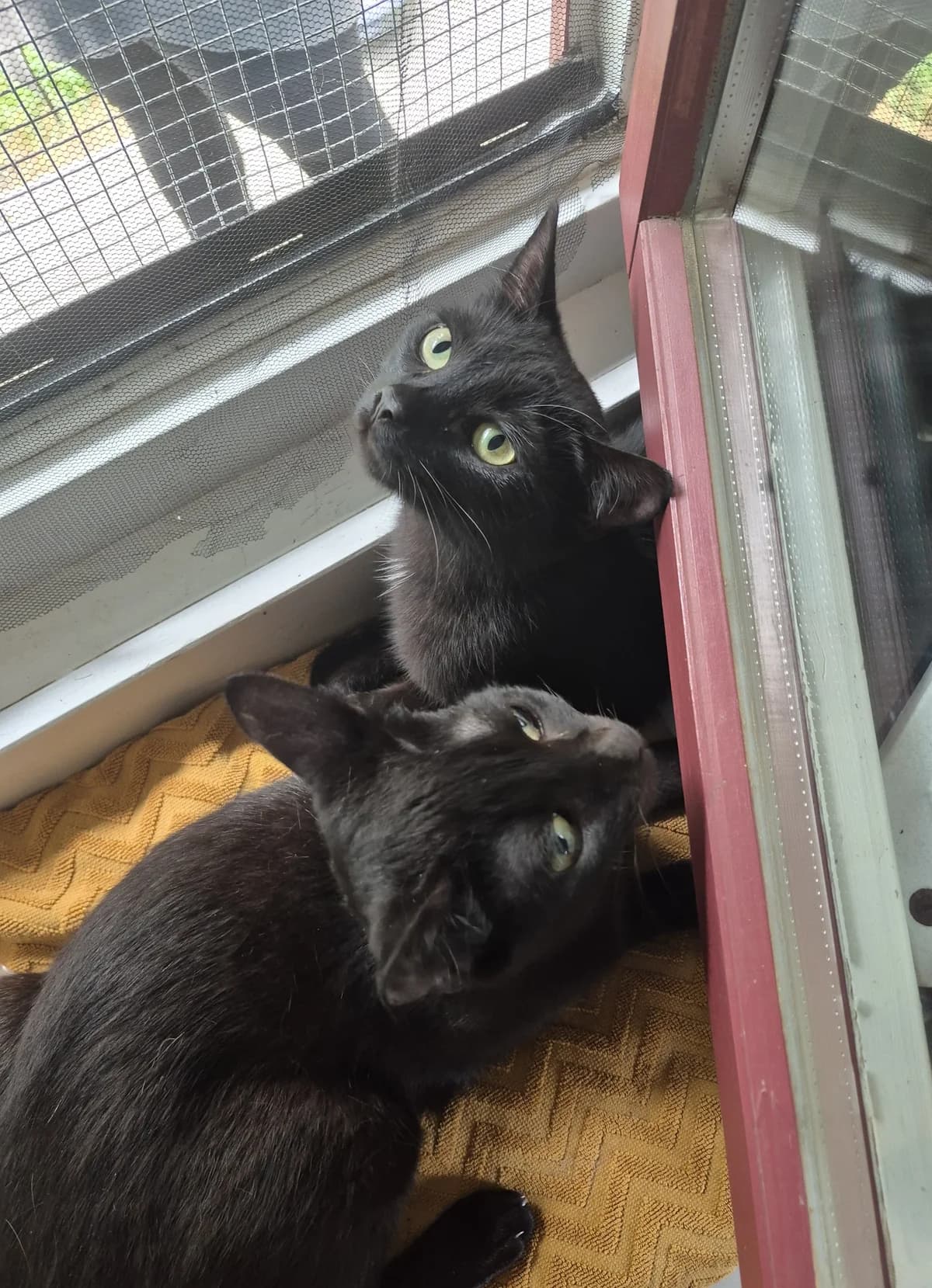 Batman & Harley, European Shorthair for adoption at Meine Katzenstation, Rüdersdorf bei Berlin