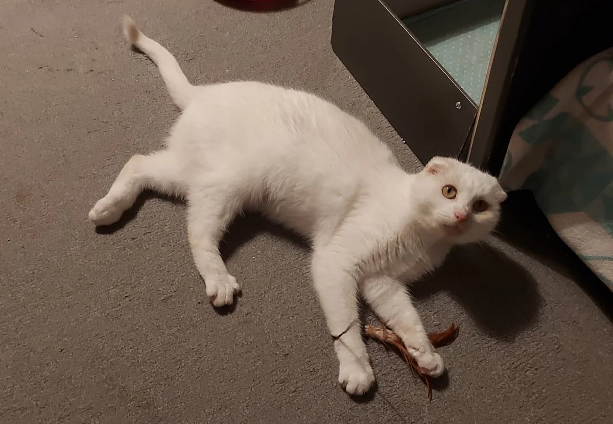 Bianca, female European Shorthair for adoption at Meine Katzenstation, Rüdersdorf bei Berlin