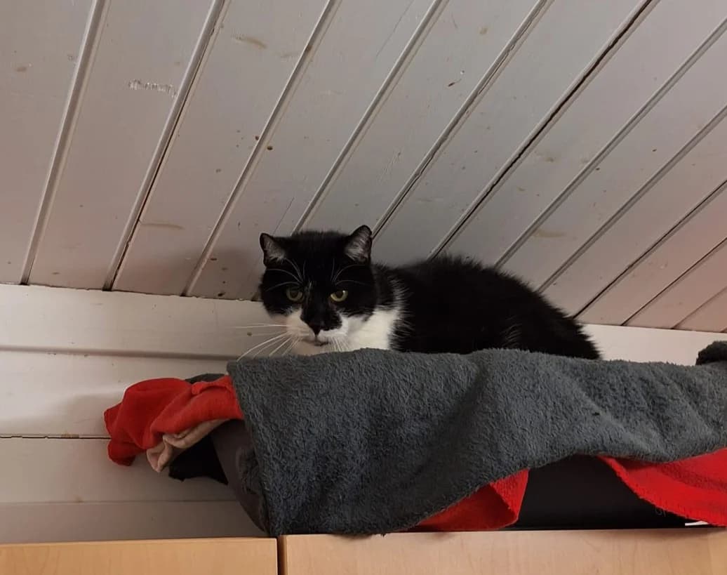 Bolle, male European Shorthair for adoption at Meine Katzenstation, Rüdersdorf bei Berlin