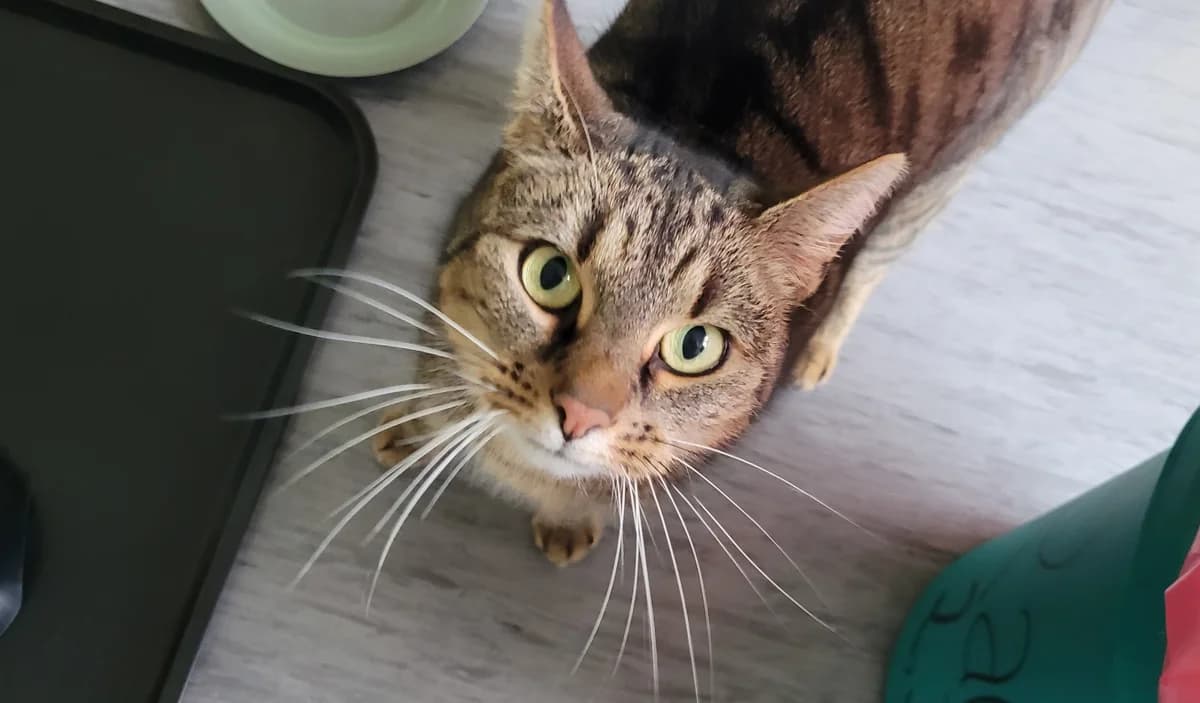 Boodine, female European Shorthair for adoption at Meine Katzenstation, Rüdersdorf bei Berlin