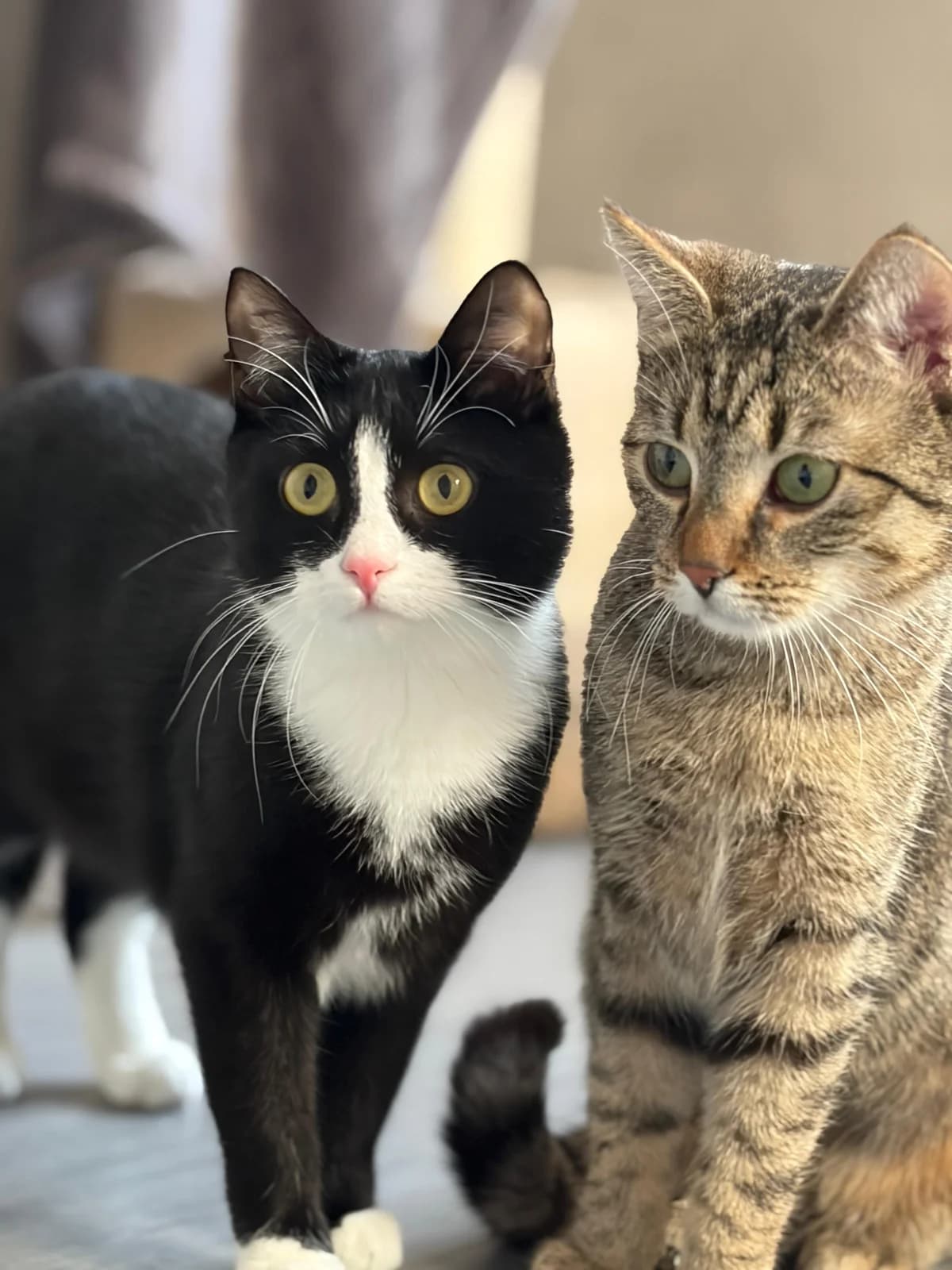 Bouncy & Arielle, female European Shorthair for adoption at Meine Katzenstation, Rüdersdorf bei Berlin