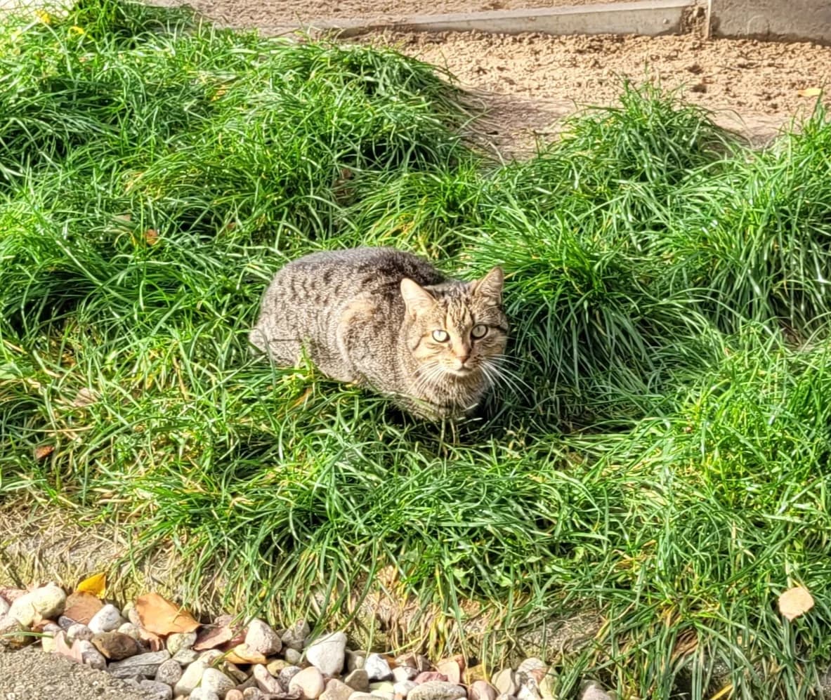 Bruni, female European Shorthair for adoption at Meine Katzenstation, Rüdersdorf bei Berlin