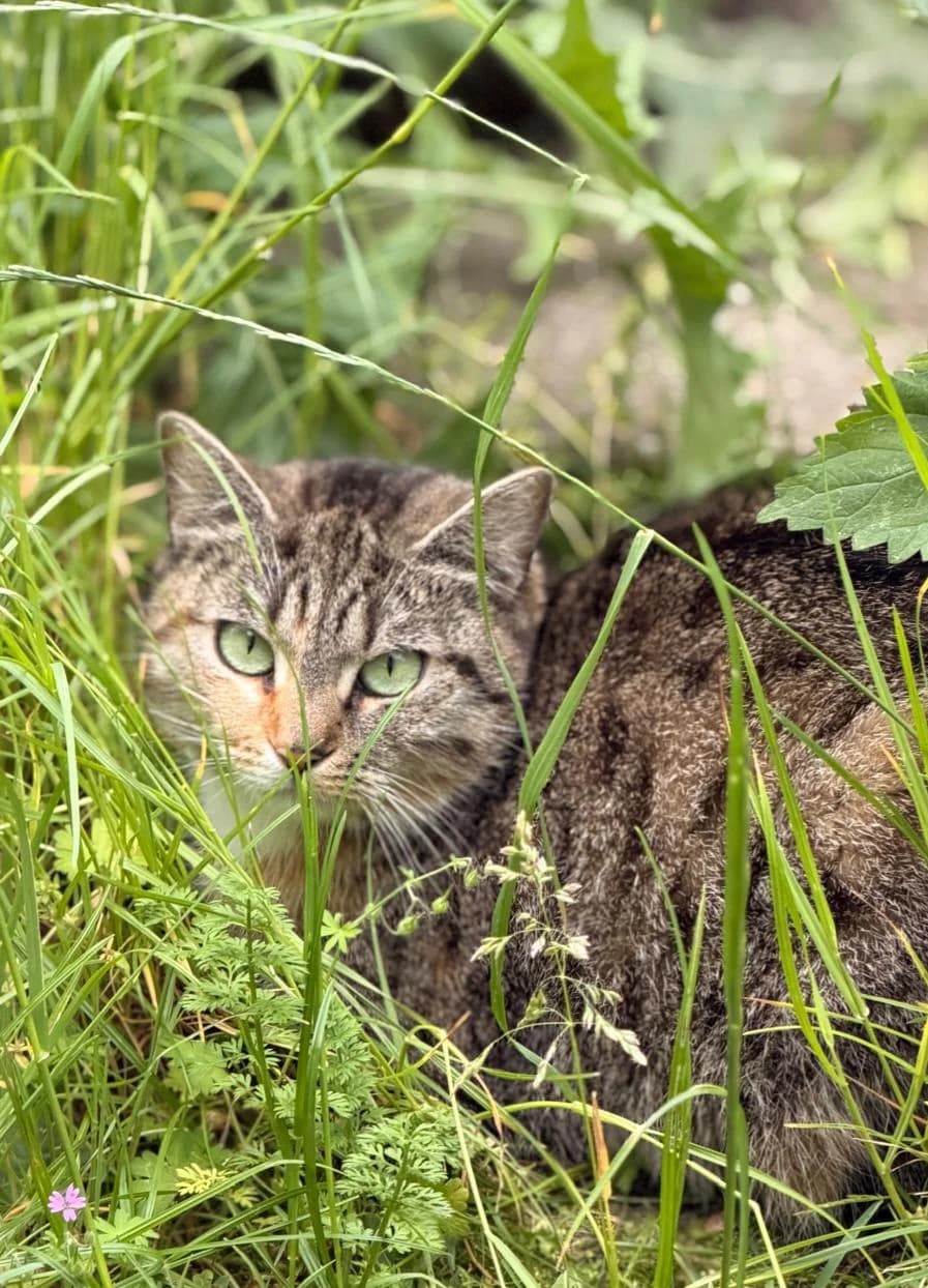 Charlet, female European Shorthair for adoption at Meine Katzenstation, Rüdersdorf bei Berlin