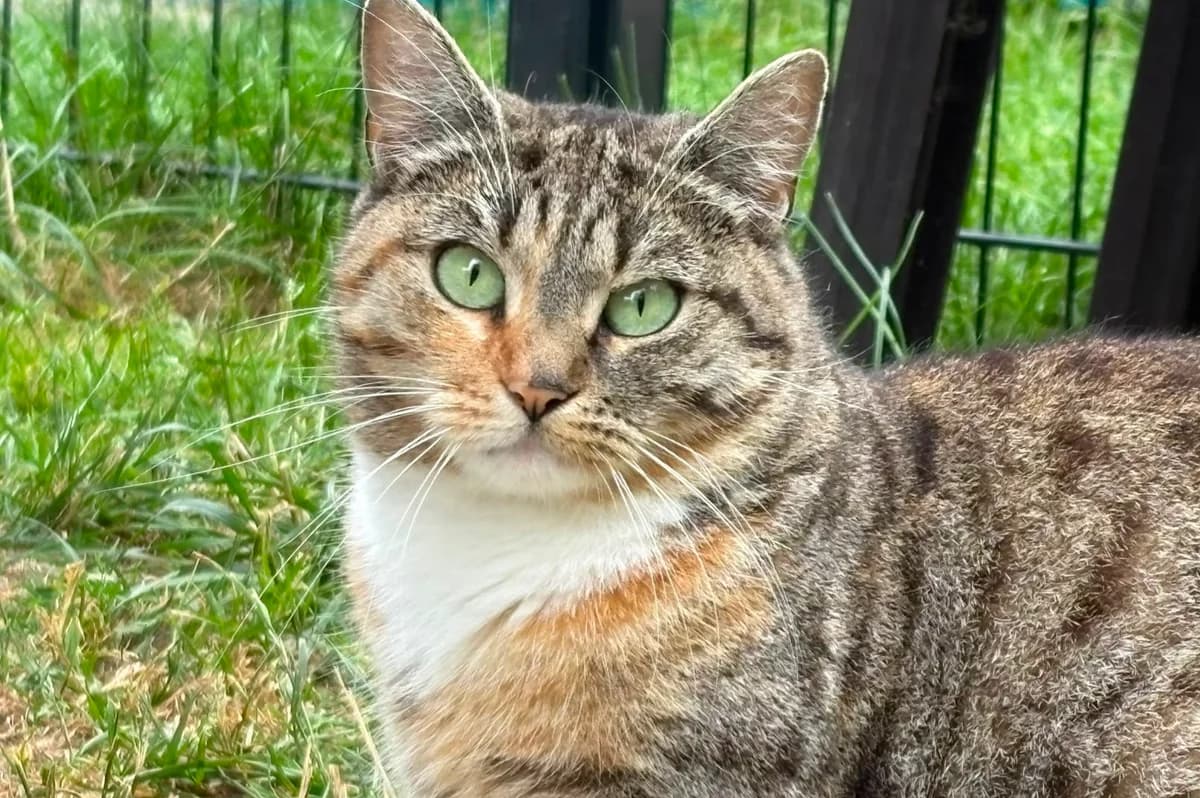 Charlet, female European Shorthair for adoption at Meine Katzenstation, Rüdersdorf bei Berlin