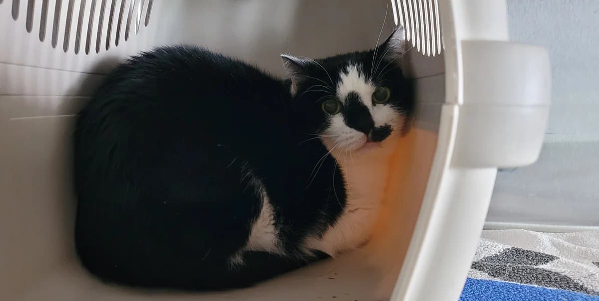 Charly, male European Shorthair for adoption at Meine Katzenstation, Rüdersdorf bei Berlin
