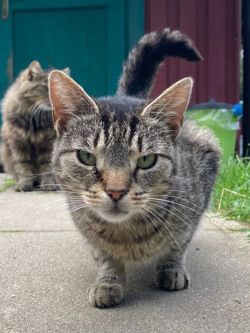 Chloe, female European Shorthair for adoption at Meine Katzenstation, Rüdersdorf bei Berlin