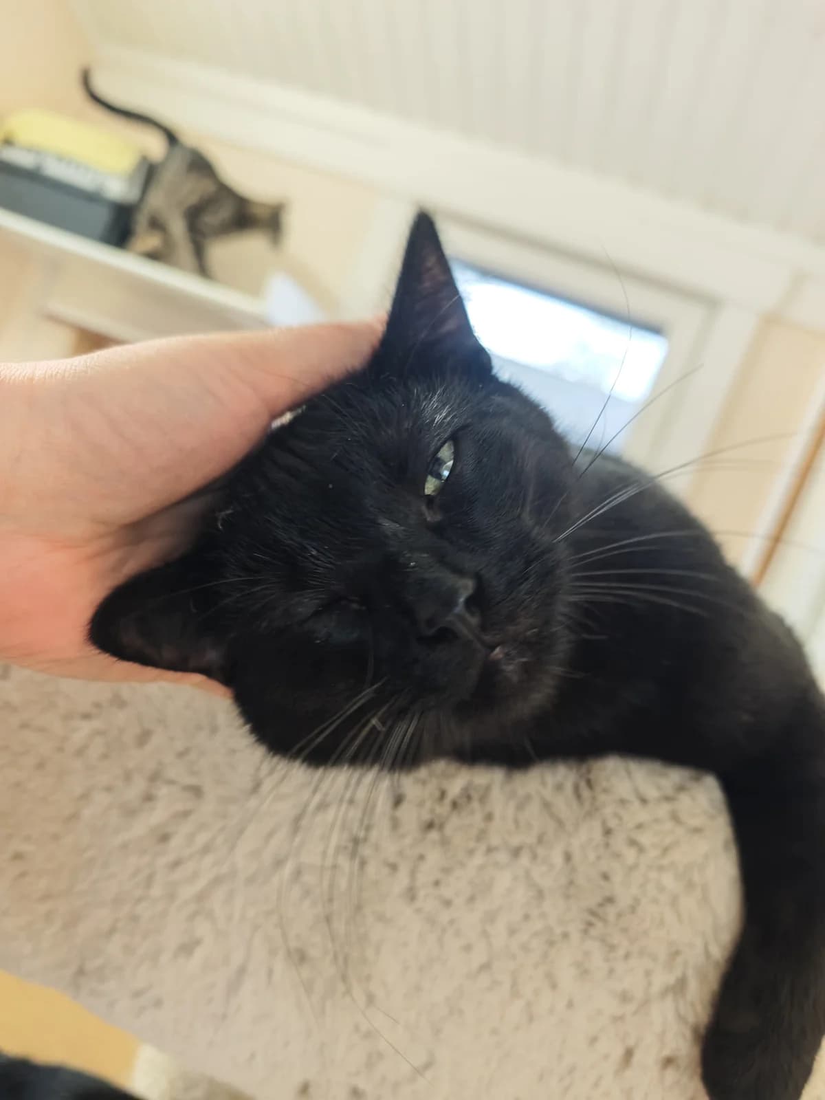 Connor, male European Shorthair for adoption at Meine Katzenstation, Rüdersdorf bei Berlin