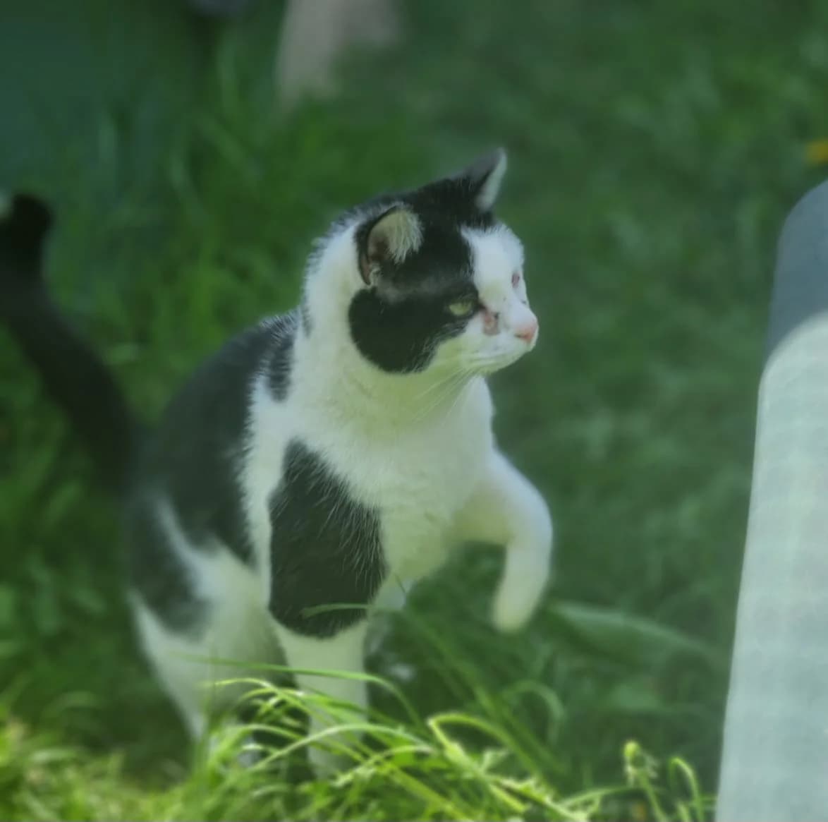 Daisy, female European Shorthair for adoption at Meine Katzenstation, Rüdersdorf bei Berlin