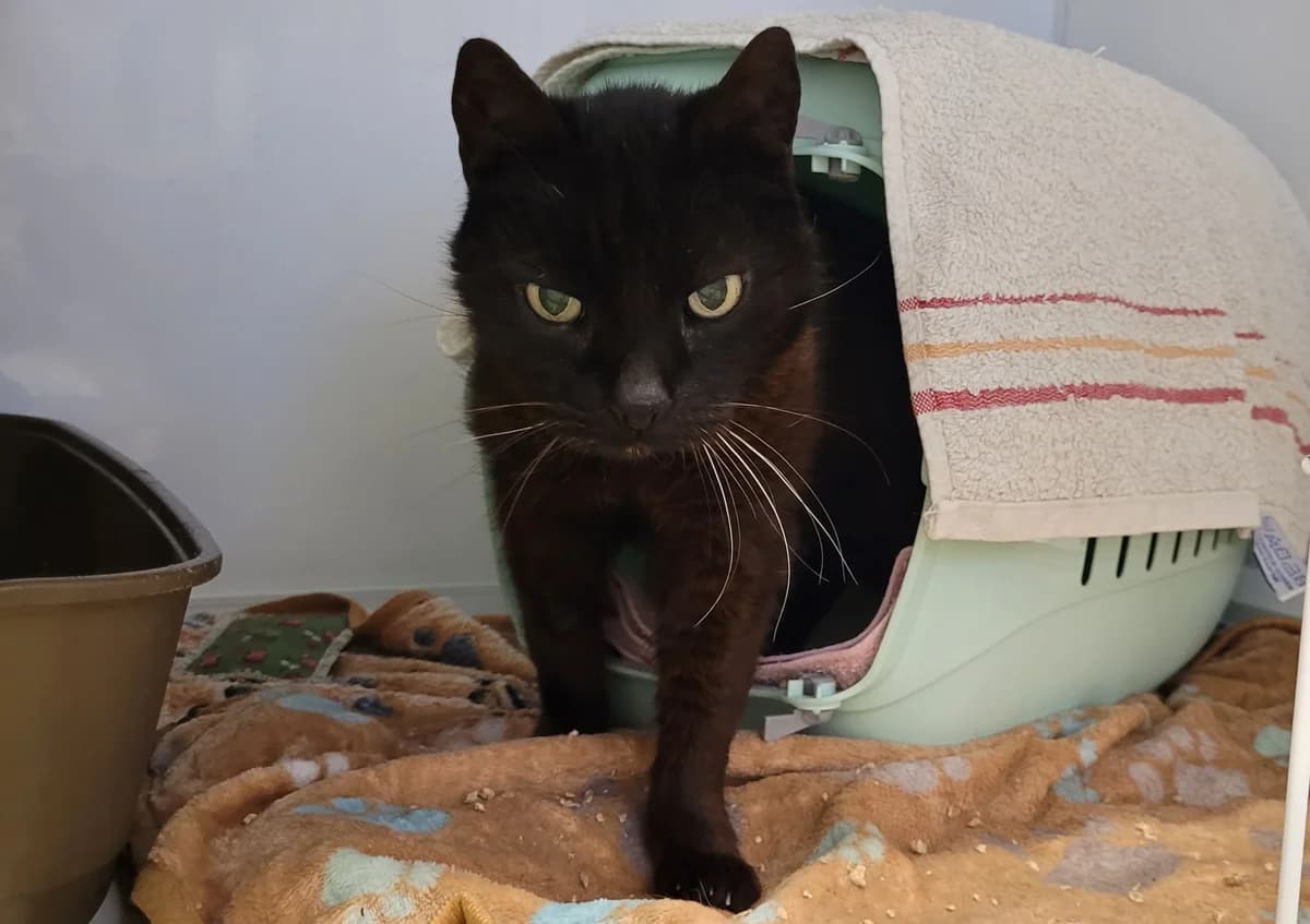 Ebony, female European Shorthair for adoption at Meine Katzenstation, Rüdersdorf bei Berlin