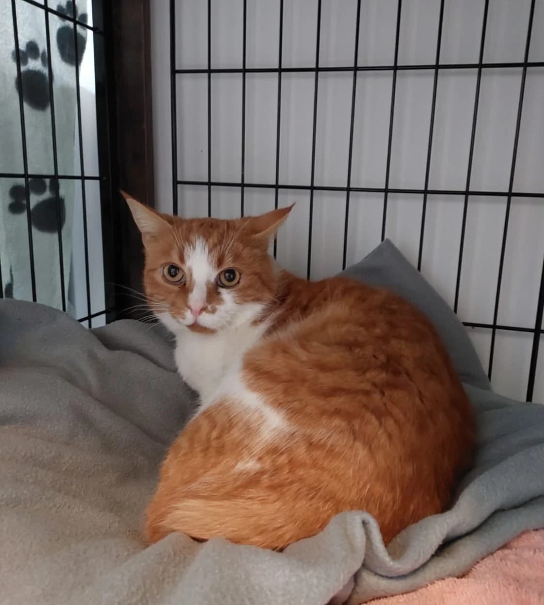 Eddy, male European Shorthair for adoption at Meine Katzenstation, Rüdersdorf bei Berlin