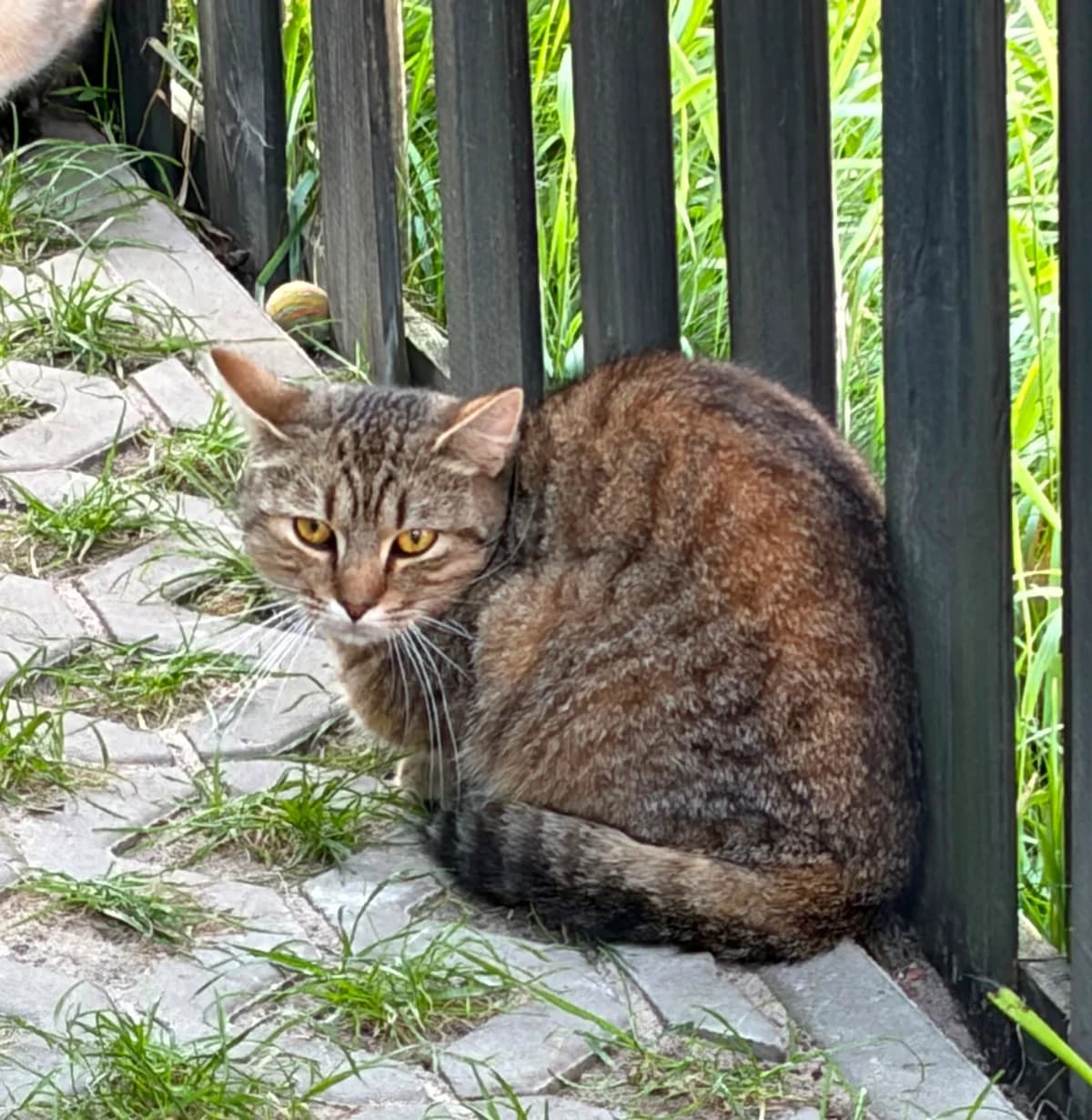 Maxi, male European Shorthair for adoption at Meine Katzenstation, Rüdersdorf bei Berlin
