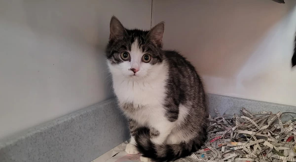 Emma & Emilo, European Shorthair for adoption at Meine Katzenstation, Rüdersdorf bei Berlin