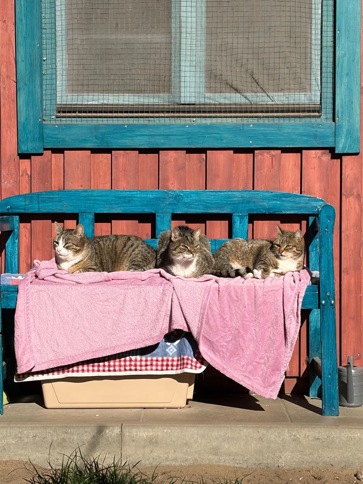 Kim, Kenji & Enya, senior European Shorthair for adoption at Meine Katzenstation, Rüdersdorf bei Berlin