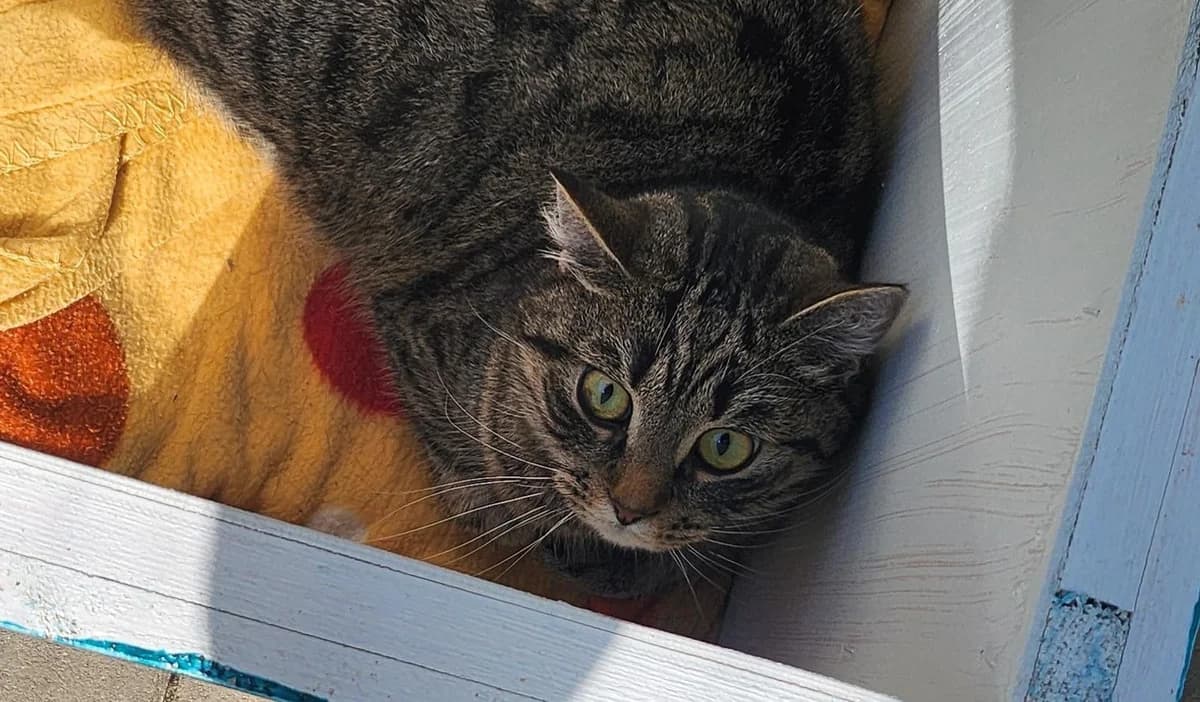 Flo, male European Shorthair for adoption at Meine Katzenstation, Rüdersdorf bei Berlin