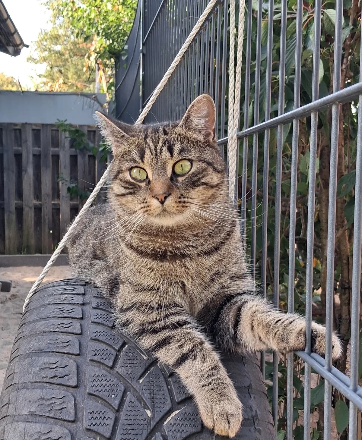 Flo, male European Shorthair for adoption at Meine Katzenstation, Rüdersdorf bei Berlin