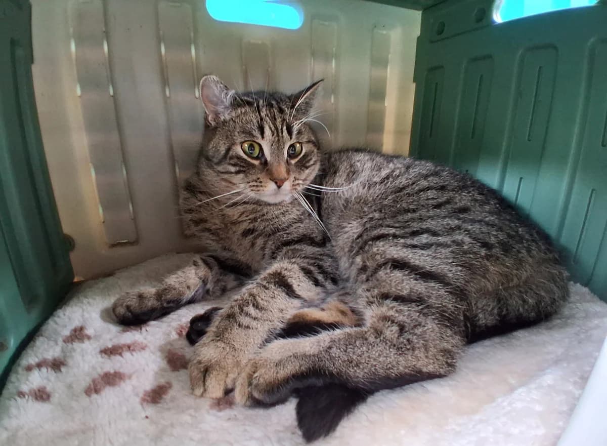 Flo, male European Shorthair for adoption at Meine Katzenstation, Rüdersdorf bei Berlin