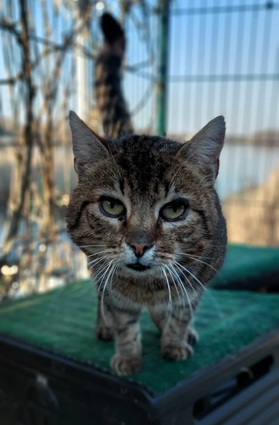 Freddy, male European Shorthair for adoption at Meine Katzenstation, Rüdersdorf bei Berlin