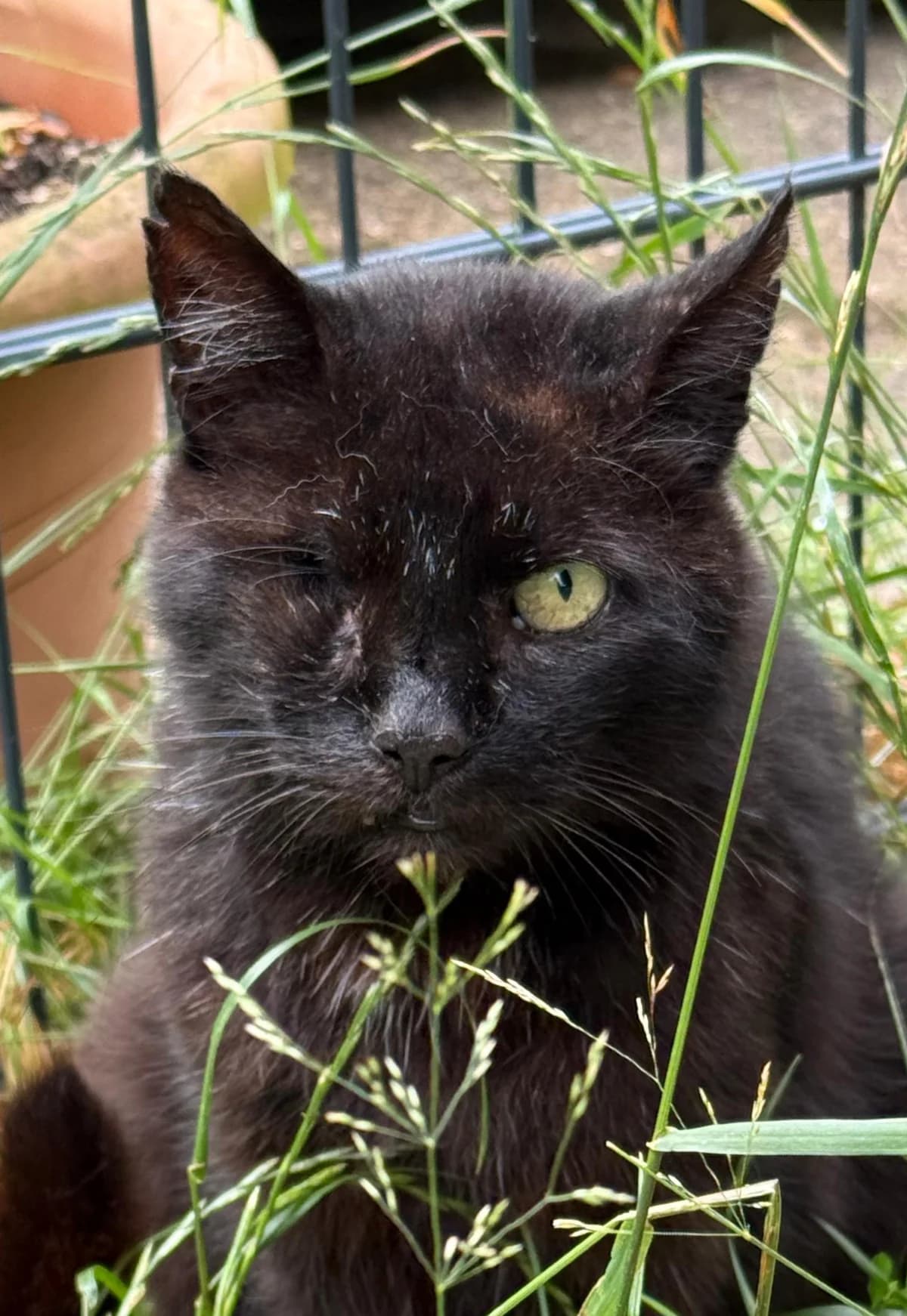 Fury, male European Shorthair for adoption at Meine Katzenstation, Rüdersdorf bei Berlin