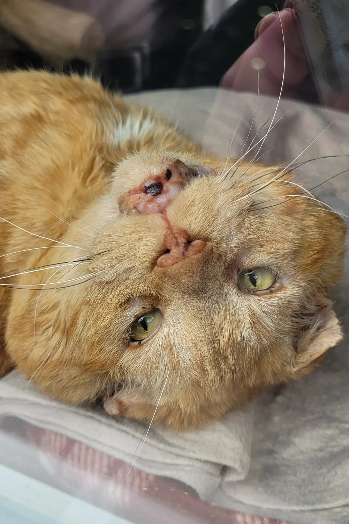 Garfield, male European Shorthair for adoption at Meine Katzenstation, Rüdersdorf bei Berlin