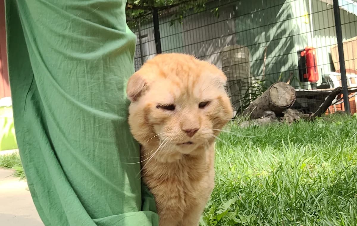 Garfield, male European Shorthair for adoption at Meine Katzenstation, Rüdersdorf bei Berlin