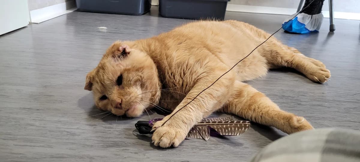 Garfield, male European Shorthair for adoption at Meine Katzenstation, Rüdersdorf bei Berlin
