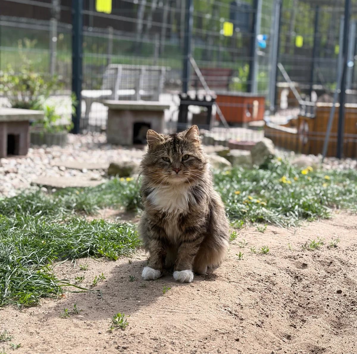 Giesbert, weiß male mixed breed for adoption at Meine Katzenstation, Rüdersdorf bei Berlin