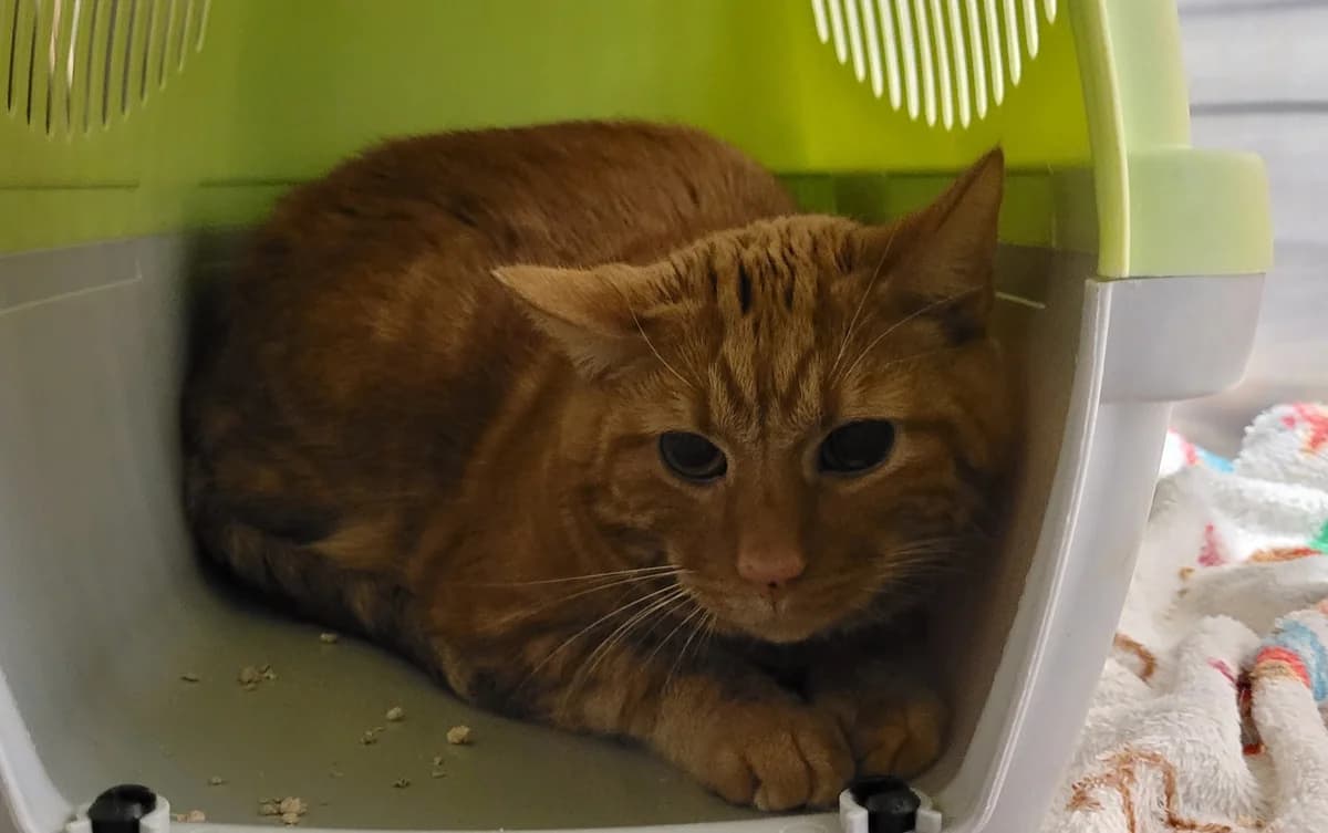 Gismo, male European Shorthair for adoption at Meine Katzenstation, Rüdersdorf bei Berlin
