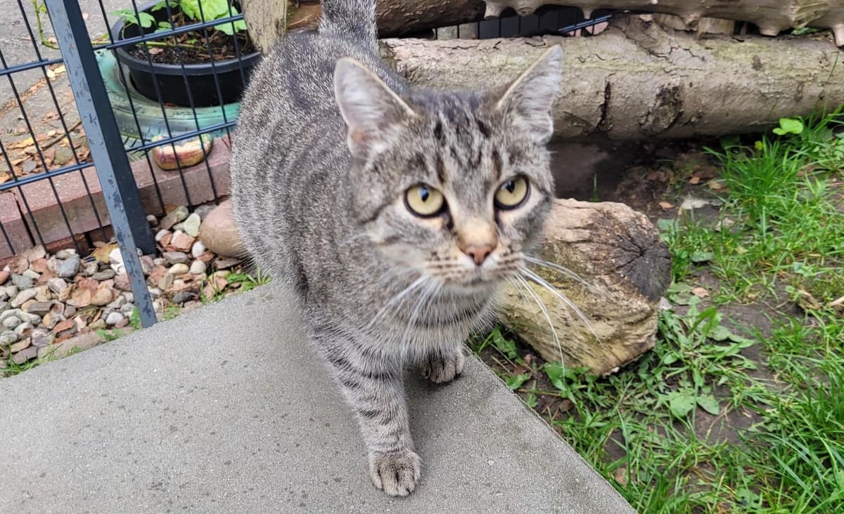Grace, female European Shorthair for adoption at Meine Katzenstation, Rüdersdorf bei Berlin
