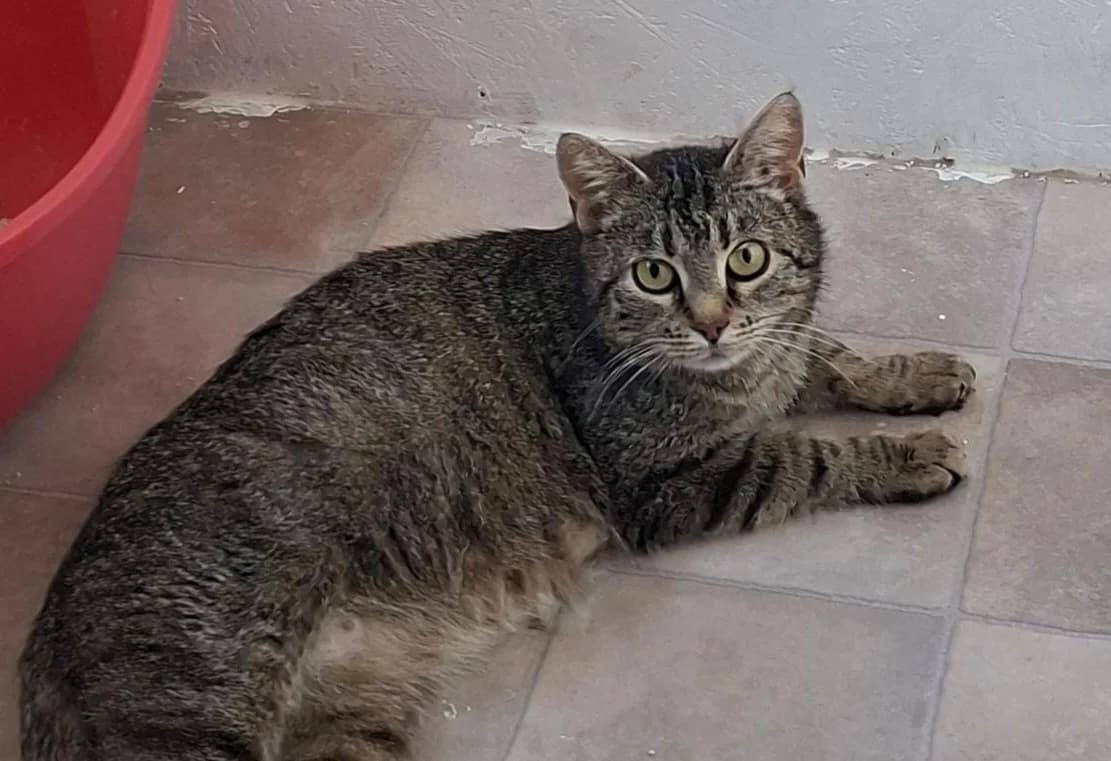 Grace, female European Shorthair for adoption at Meine Katzenstation, Rüdersdorf bei Berlin