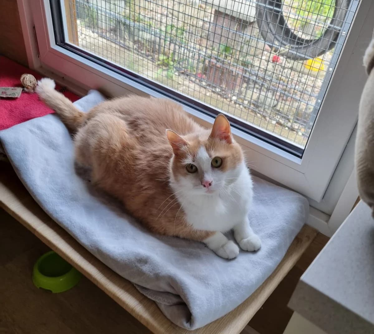 Gregor & Mausi, British Shorthair for adoption at Meine Katzenstation, Rüdersdorf bei Berlin
