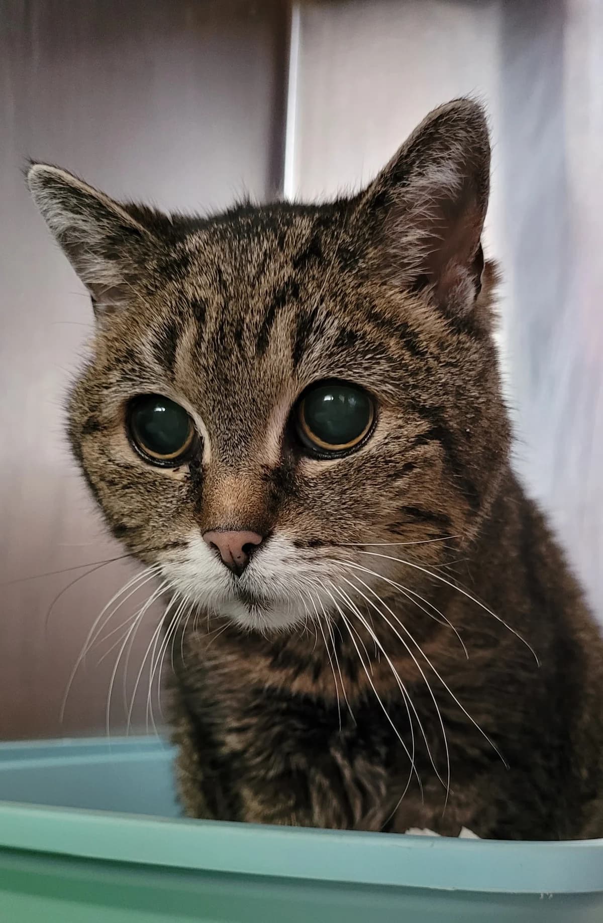 Gretel, female European Shorthair for adoption at Meine Katzenstation, Rüdersdorf bei Berlin