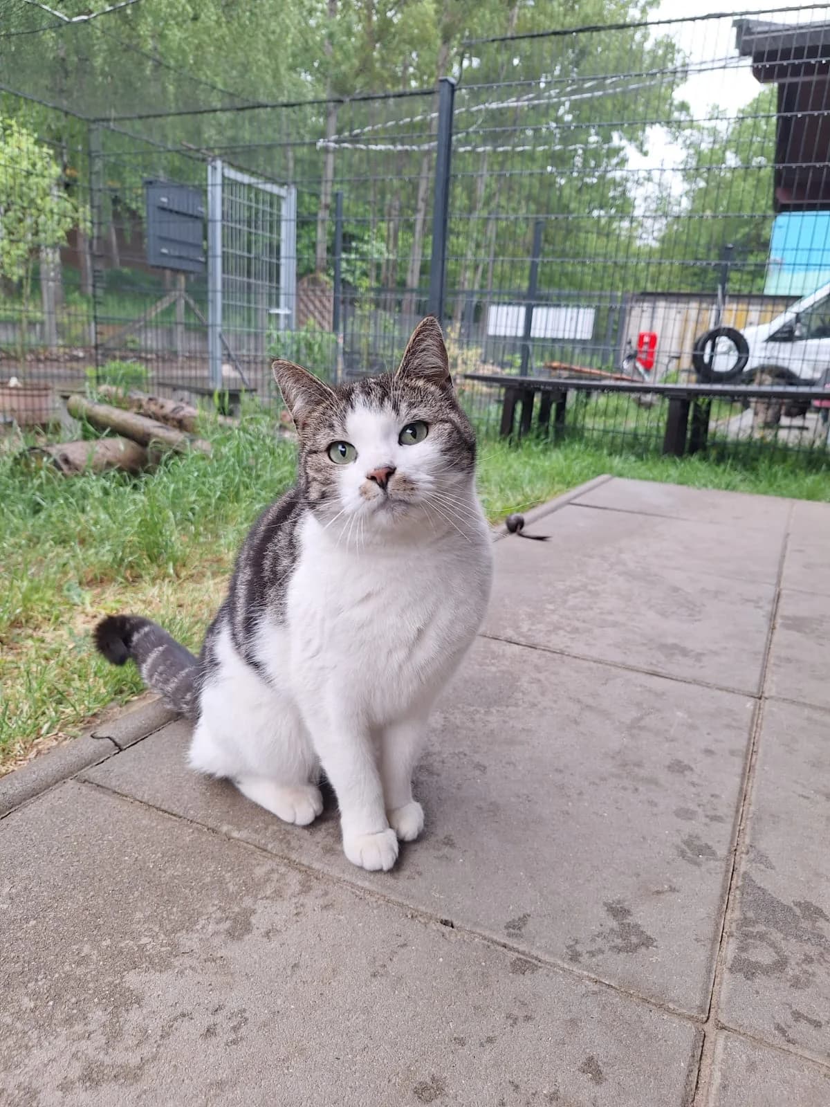 Hettie, grau female European Shorthair for adoption at Meine Katzenstation, Rüdersdorf bei Berlin