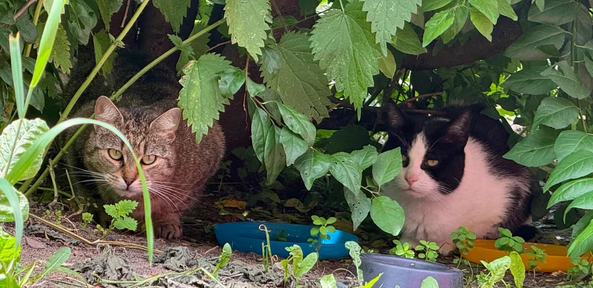 Holly und Trixi, female European Shorthair for adoption at Meine Katzenstation, Rüdersdorf bei Berlin