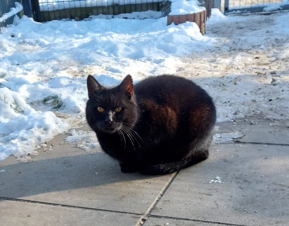 Invidia, female European Shorthair for adoption at Meine Katzenstation, Rüdersdorf bei Berlin