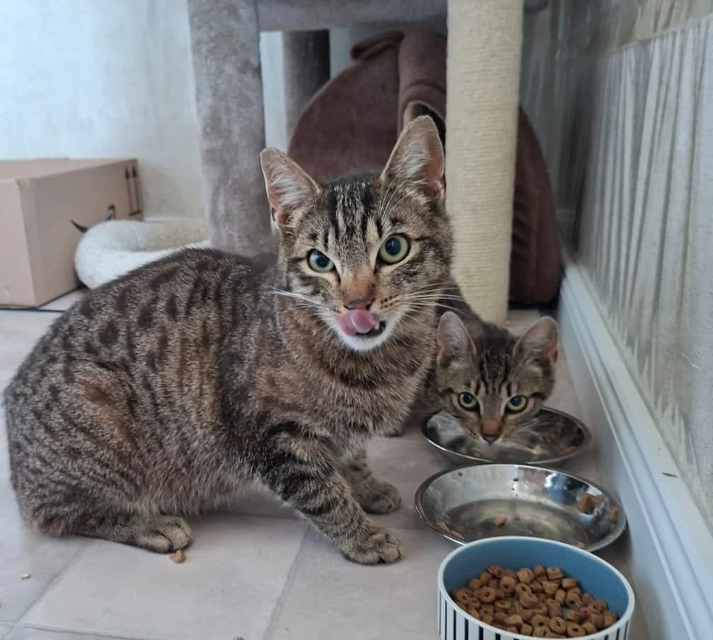 Jack & Jane, European Shorthair for adoption at Meine Katzenstation, Rüdersdorf bei Berlin