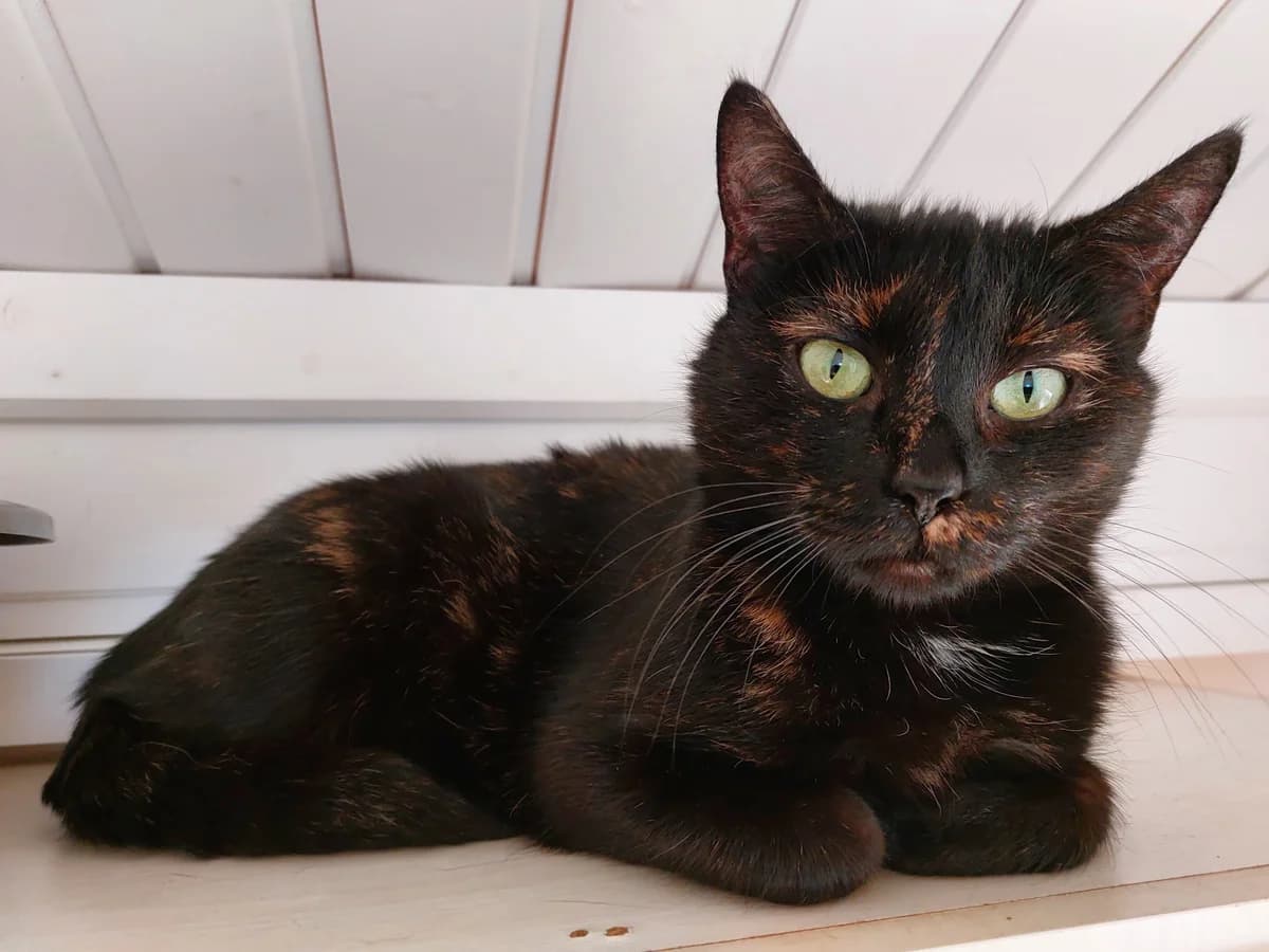 Karina, female European Shorthair for adoption at Meine Katzenstation, Rüdersdorf bei Berlin