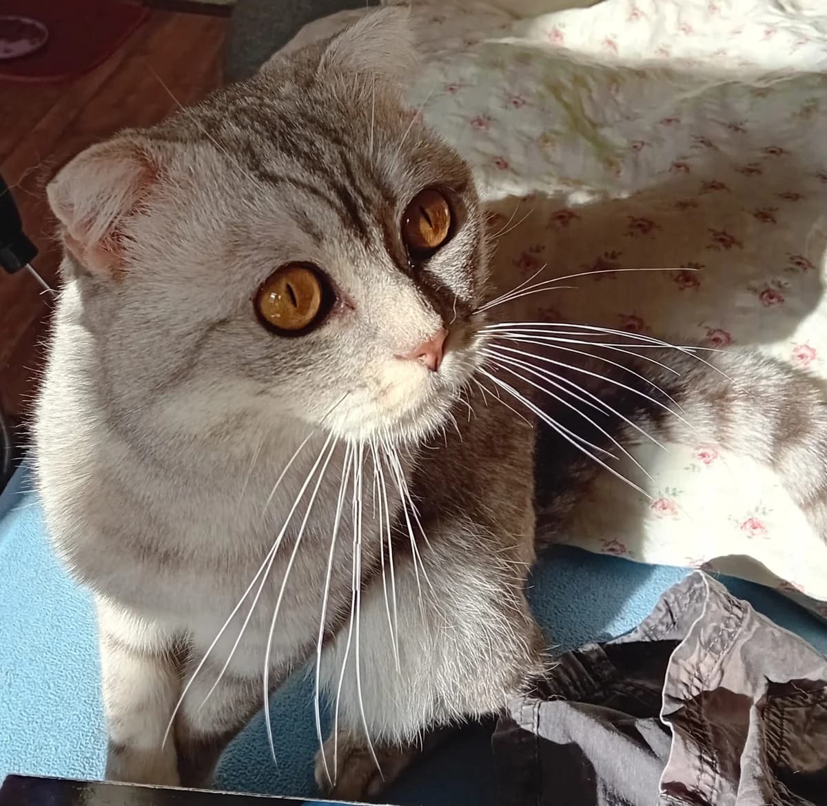 Kauz, male Scottish Fold for adoption at Meine Katzenstation, Rüdersdorf bei Berlin