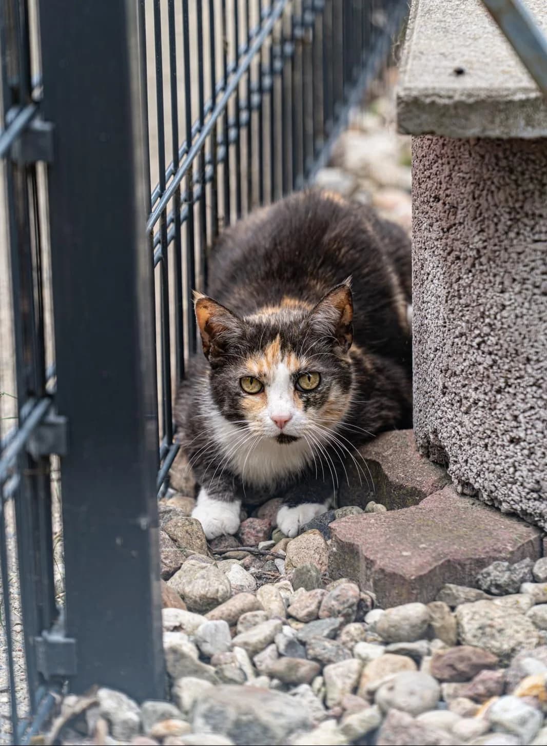Kiki, female European Shorthair for adoption at Meine Katzenstation, Rüdersdorf bei Berlin
