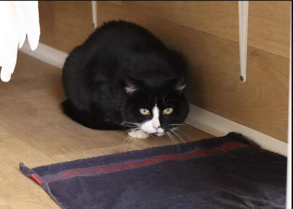 Kira, female European Shorthair for adoption at Meine Katzenstation, Rüdersdorf bei Berlin