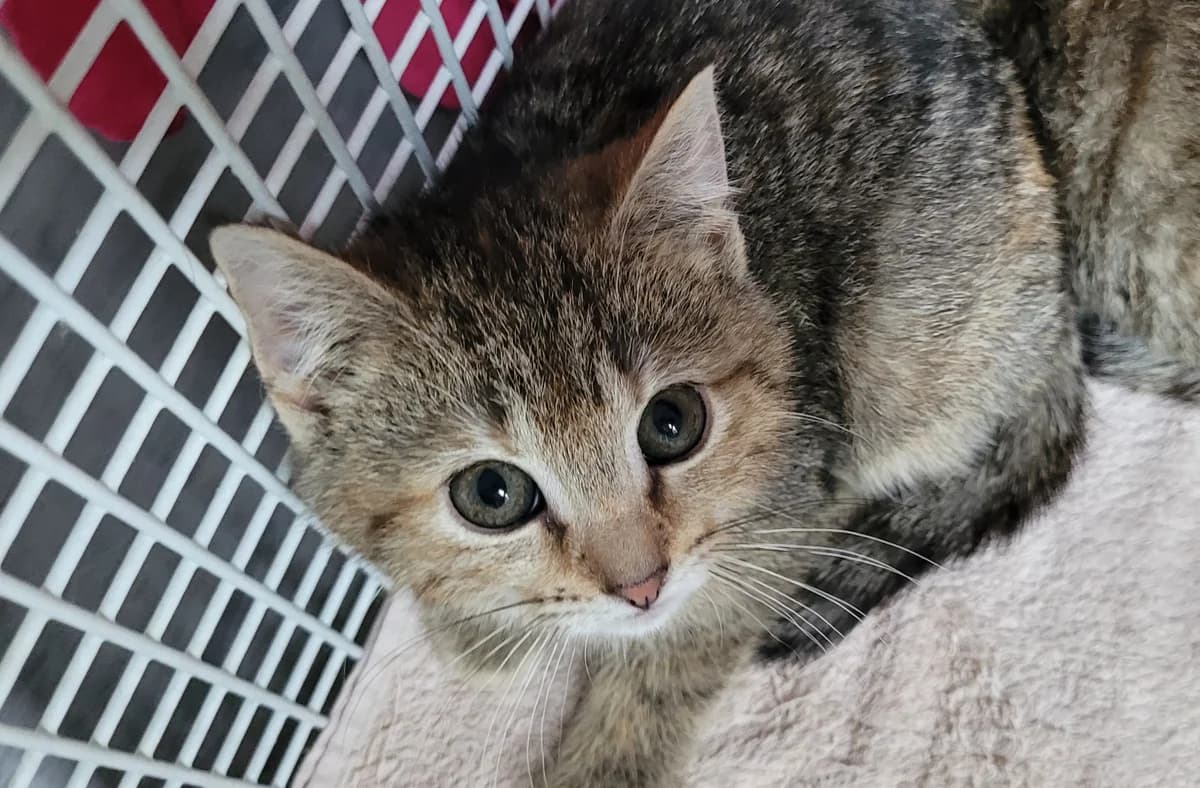 Kitten, European Shorthair for adoption at Meine Katzenstation, Rüdersdorf bei Berlin