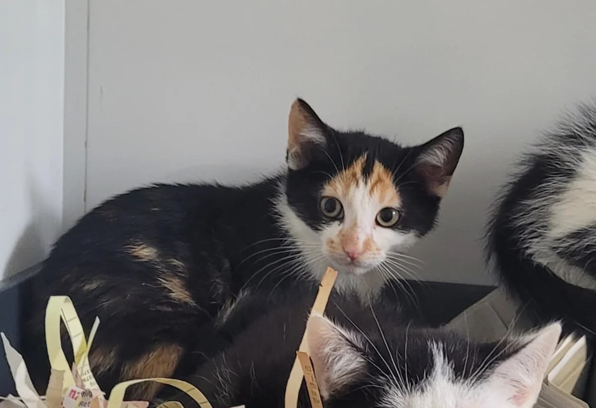 Kitten, European Shorthair for adoption at Meine Katzenstation, Rüdersdorf bei Berlin