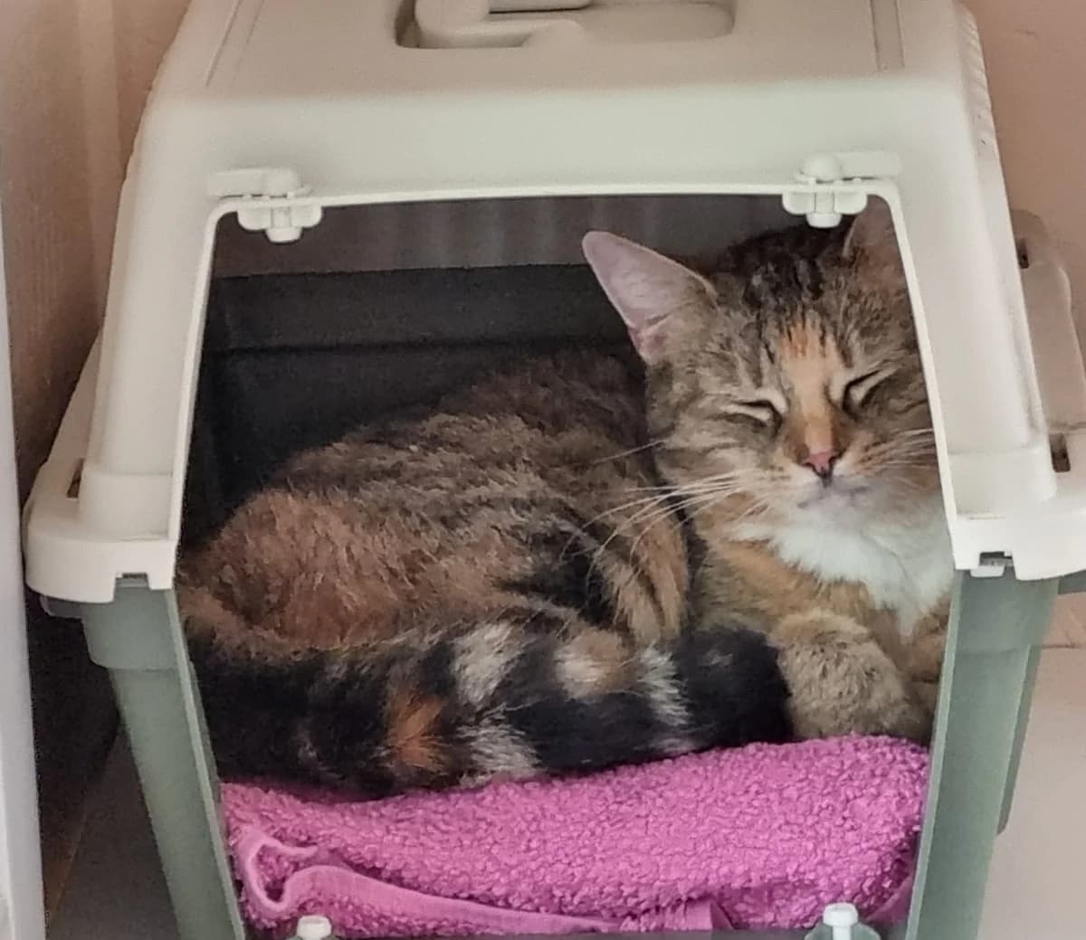 Lexy, female European Shorthair for adoption at Meine Katzenstation, Rüdersdorf bei Berlin