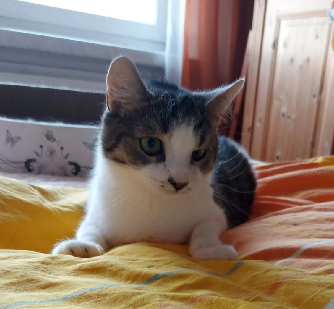 Lieschen, female European Shorthair for adoption at Meine Katzenstation, Rüdersdorf bei Berlin