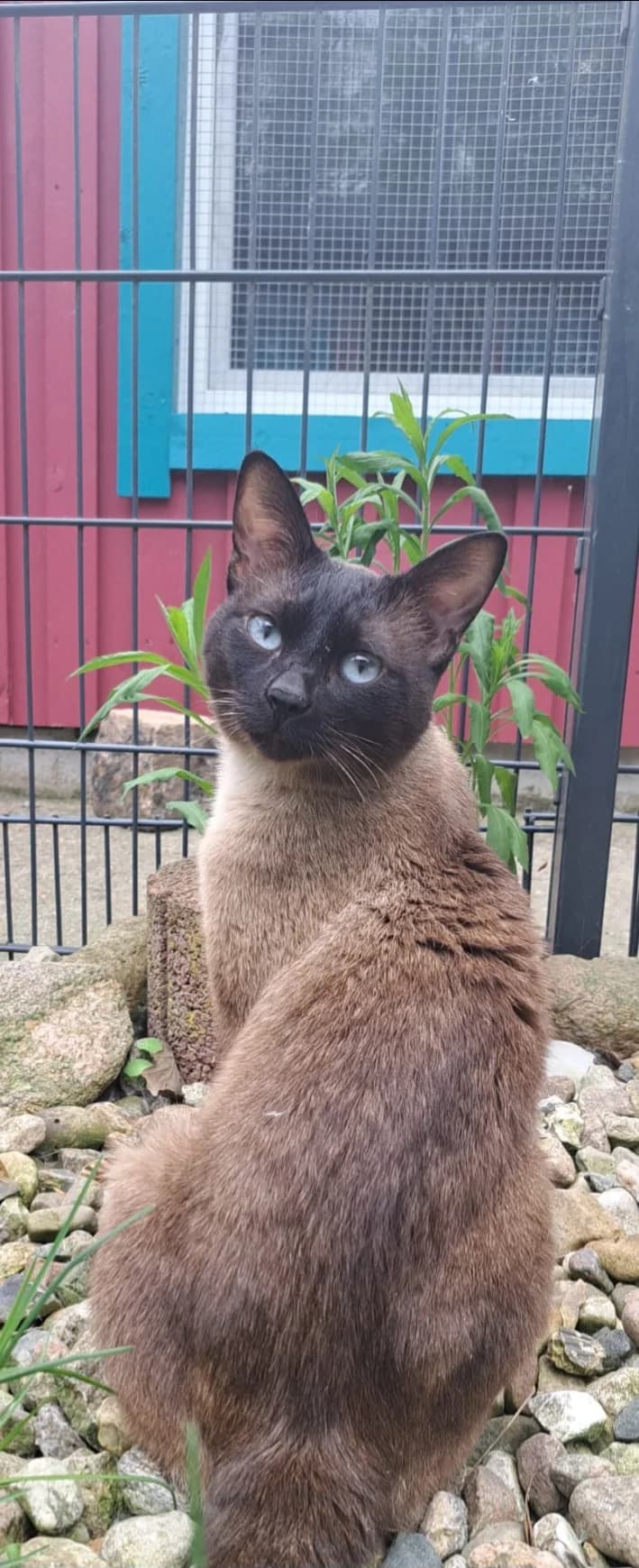 Lio, male mixed breed for adoption at Meine Katzenstation, Rüdersdorf bei Berlin