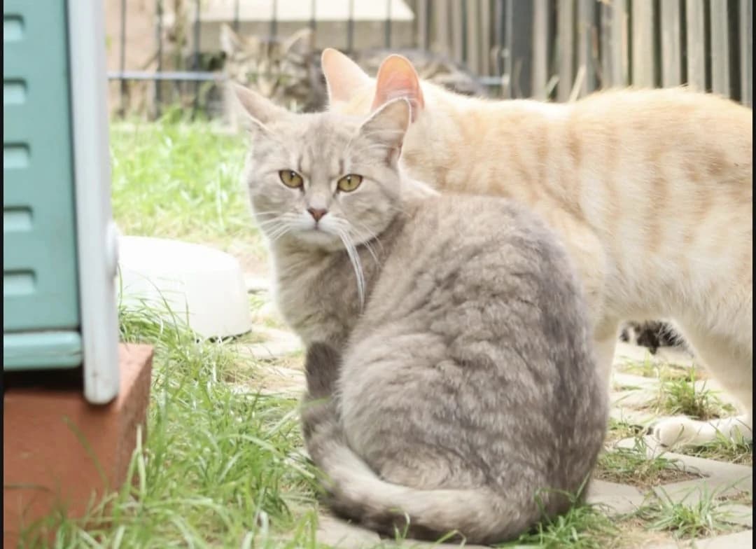 Little Blue, rot female European Shorthair for adoption at Meine Katzenstation, Rüdersdorf bei Berlin